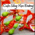 [AoV] Laville Và Cuộc Sống Học Đường